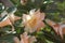 Adenium ivory 0322