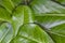 Adenium leaves layout, green background.