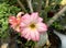 Adenium multiflora Latin - Adenium Multiflorum