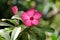 Adenium multiflora Latin - Adenium Multiflorum