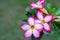 Adenium obesum or Desert Rose, beautiful pink flowers with green blur background in garden,