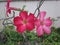 Adenium obesum or Desert Rose flower.