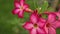 Adenium Obesum Desert Rose Pink Panning High Definition