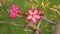 Adenium Obesum Desert Rose Pink Panning High Definition