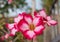 Adenium obesum or desert rose tropical flowers plants growing in the garden at home. Family hobbies planting flowers at back yard.