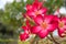 Adenium obesum or desert rose tropical flowers plants growing in the garden at home. Family hobbies planting flowers at back yard.