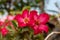 Adenium obesum or desert rose tropical flowers plants growing in the garden at home. Family hobbies planting flowers at back yard.