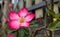 Adenium obesum or desert rose tropical flowers plants growing in the garden at home. Family hobbies planting flowers at back yard.