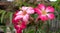 Adenium obesum or desert rose tropical flowers plants growing in the garden at home. Family hobbies planting flowers at back yard.