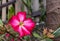 Adenium obesum or desert rose tropical flowers plants growing in the garden at home. Family hobbies planting flowers at back yard.