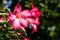 Adenium obesum flower closeup with green background