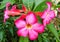 Adenium obesum flower or Japan frangipani flower