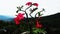 Adenium obesum flowers with other names like Desert rose, Mock Azalea, Pink bignonia or Impala lily. It has pink flower