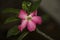 Adenium obesum. pink flower. kamboja jepang