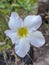 Adenium Obesum White Flower