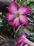 Adenium pink flower in the garden