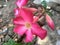 Adenium pink flower in garden