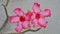 Adenium pink two bloom