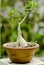 Adenium plant bonsai