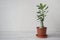 Adenium plant in a pot on the table.