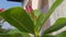 Adenium plant shoots containing pink flower buds surrounded by green leaves, a plant whose habitat is desert