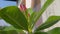 Adenium plant shoots containing pink flower buds surrounded by green leaves, a plant whose habitat is desert