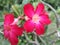 Adenium is a soft tissue plant