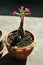 Adenium in Terra Cotta Pot