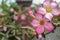 Adenium Windmill flowers in bloom