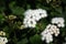 Adenophora, also known as Crofton weed surrounded by other plants