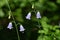 Adenophora triphylla (Ladybells) flowers.