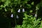 Adenophora triphylla (Ladybells) flowers.