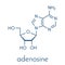 Adenosine Ado purine nucleoside molecule. Important component of ATP, ADP, cAMP and RNA. Also used as drug. Skeletal formula.