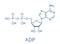 Adenosine diphosphate ADP molecule. Plays essential role in energy use and storage in the cell. Skeletal formula.