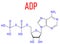 Adenosine diphosphate or ADP molecule. Plays essential role in energy use and storage in the cell. Skeletal formula.