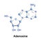 Adenosine is a purine nucleoside