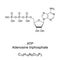 Adenosine triphosphate, ATP, chemical formula and skeletal structure