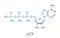 Adenosine triphosphate ATP molecule. Functions as neurotransmitter, RNA building block, energy transfer molecule, etc Skeletal.
