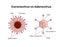 Adenovirus structure versus coronavirus anatomy. RNA vs DNA virus comparison