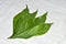 Adhatoda vasica or medicinal Basak leaves, mainly used in ayurvedic, homeopathy and unani medicine medicine