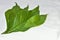 Adhatoda vasica or medicinal Basak leaves, mainly used in ayurvedic, homeopathy and unani medicine medicine