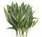 Adhatoda vasica Nees. or Vasaka leaves, known as Vasa in Ayurveda, Ayurveda medicine -isolated image