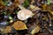 Adhesive goebeloma mushroom Hebeloma crustuliniforme Bull. QuÃ©l.grows among autumn leaves