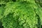 Adiantum capillus veneris or Black Maidenhair fern