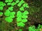 Adiantum capillus-veneris, the Southern maidenhair fern