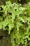 Adiantum capillus-veneris, Southern maidenhair fern,