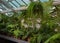 Adiantum Green Curly Fern, many different indoor ferns and in a hanging pot