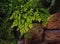 Adiantum Green Curly Fern,  many different indoor ferns and in a hanging pot