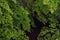 Adiantum Green Curly Fern,  many different indoor ferns and in a hanging pot