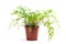 Adiantum raddianum plant in flower pot